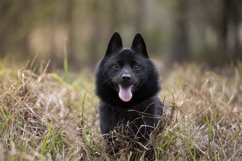 ebony doggy|23 Popular Black Dog Breeds .